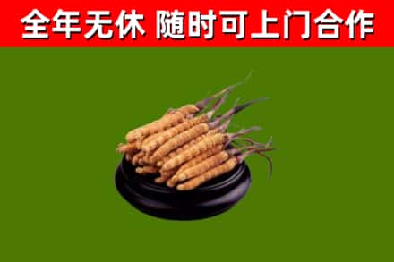 鄂州市回收冬虫夏草