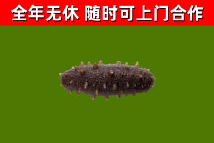 鄂州市回收海参干